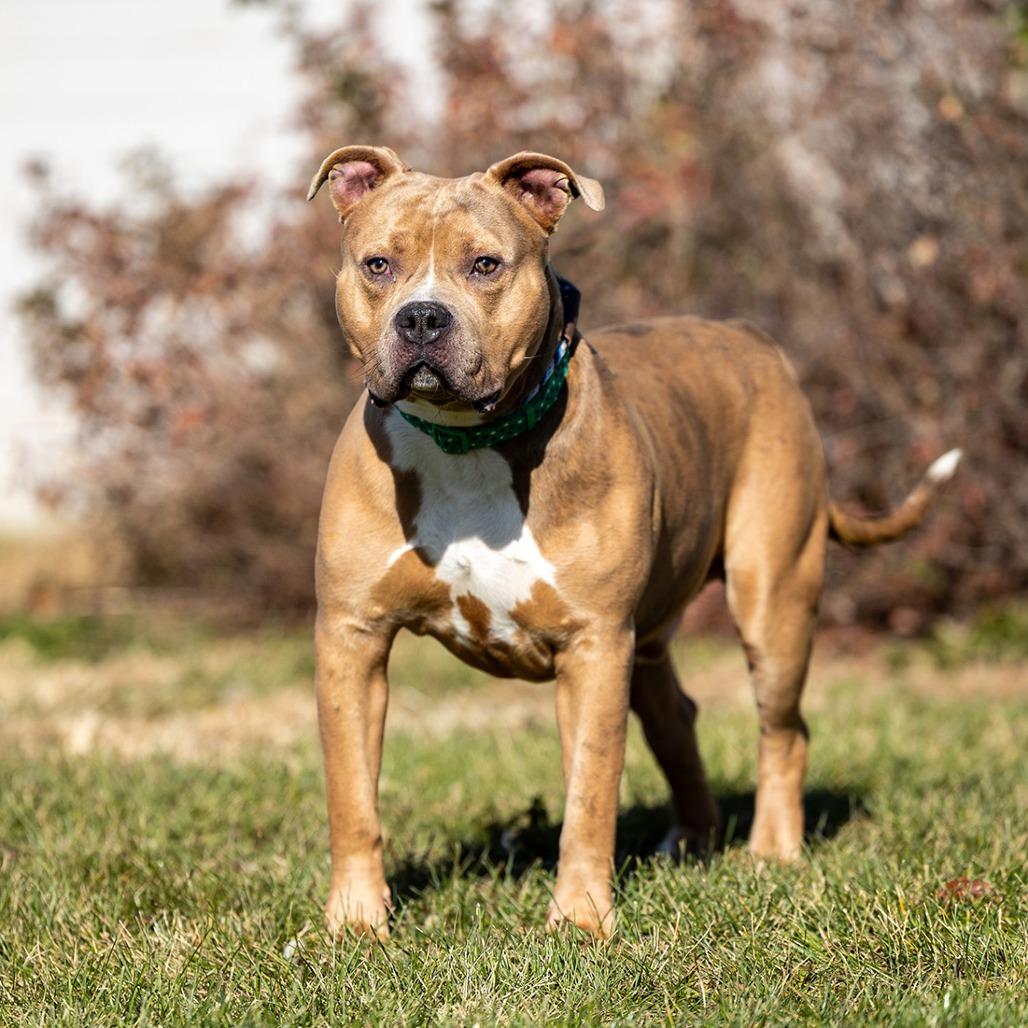 Simba, a Adoptable Pit Bull Terrier in Council Bluffs, IA image 1/2