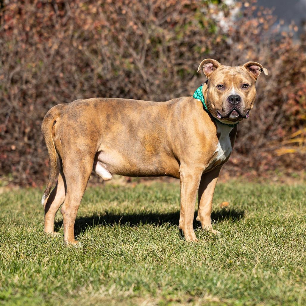 Simba, a Adoptable Pit Bull Terrier in Council Bluffs, IA image 2/2