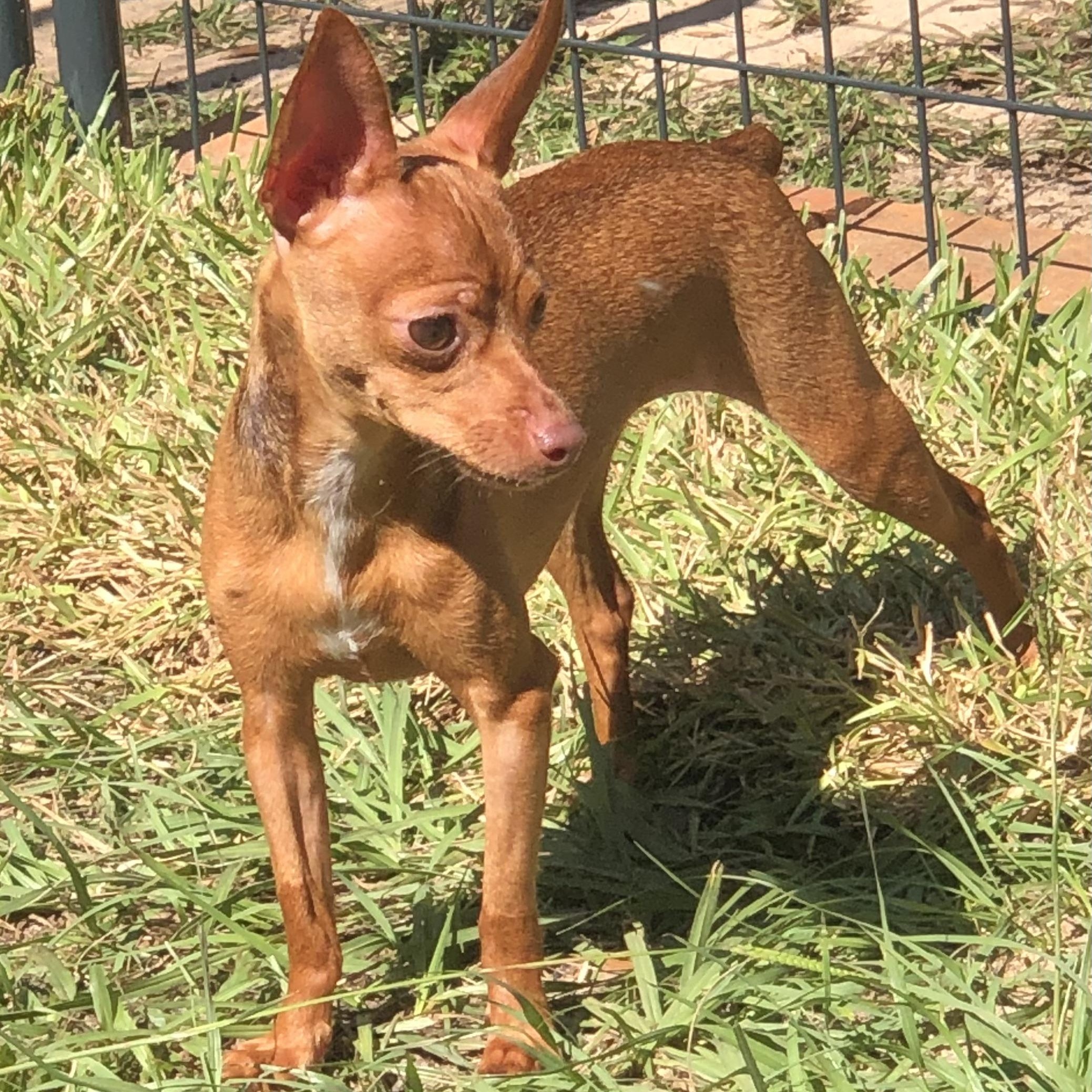 Enlarge Lila, a Adoptable Chihuahua in Magnolia Springs, AL image 2/5