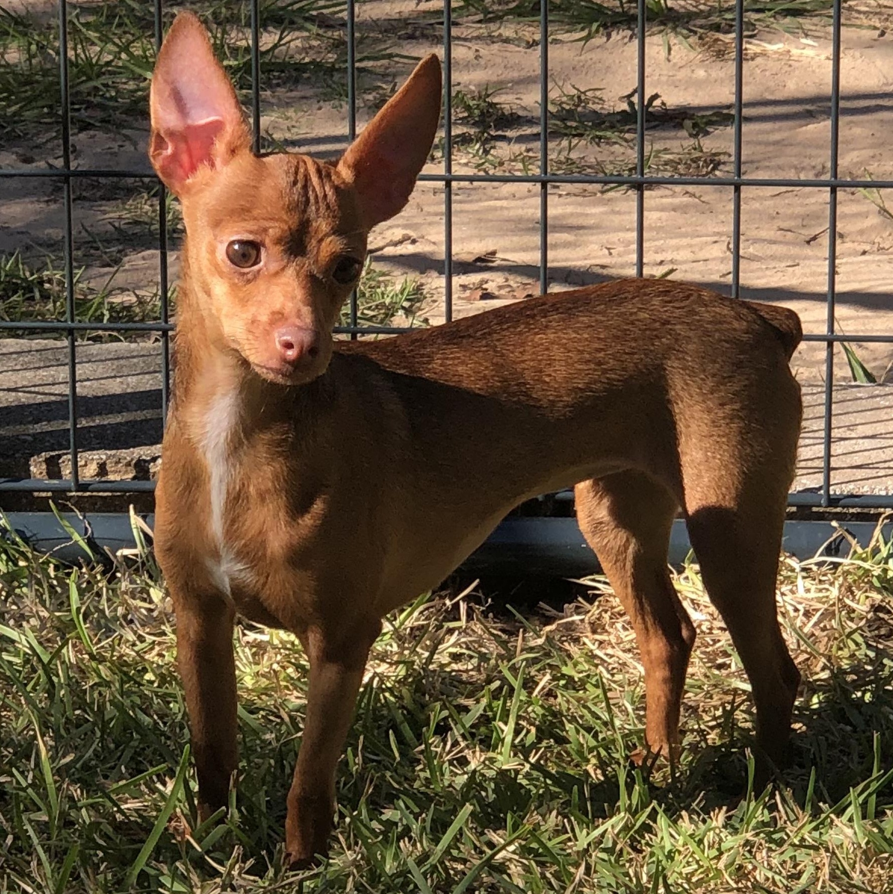 Enlarge Lila, a Adoptable Chihuahua in Magnolia Springs, AL image 4/5
