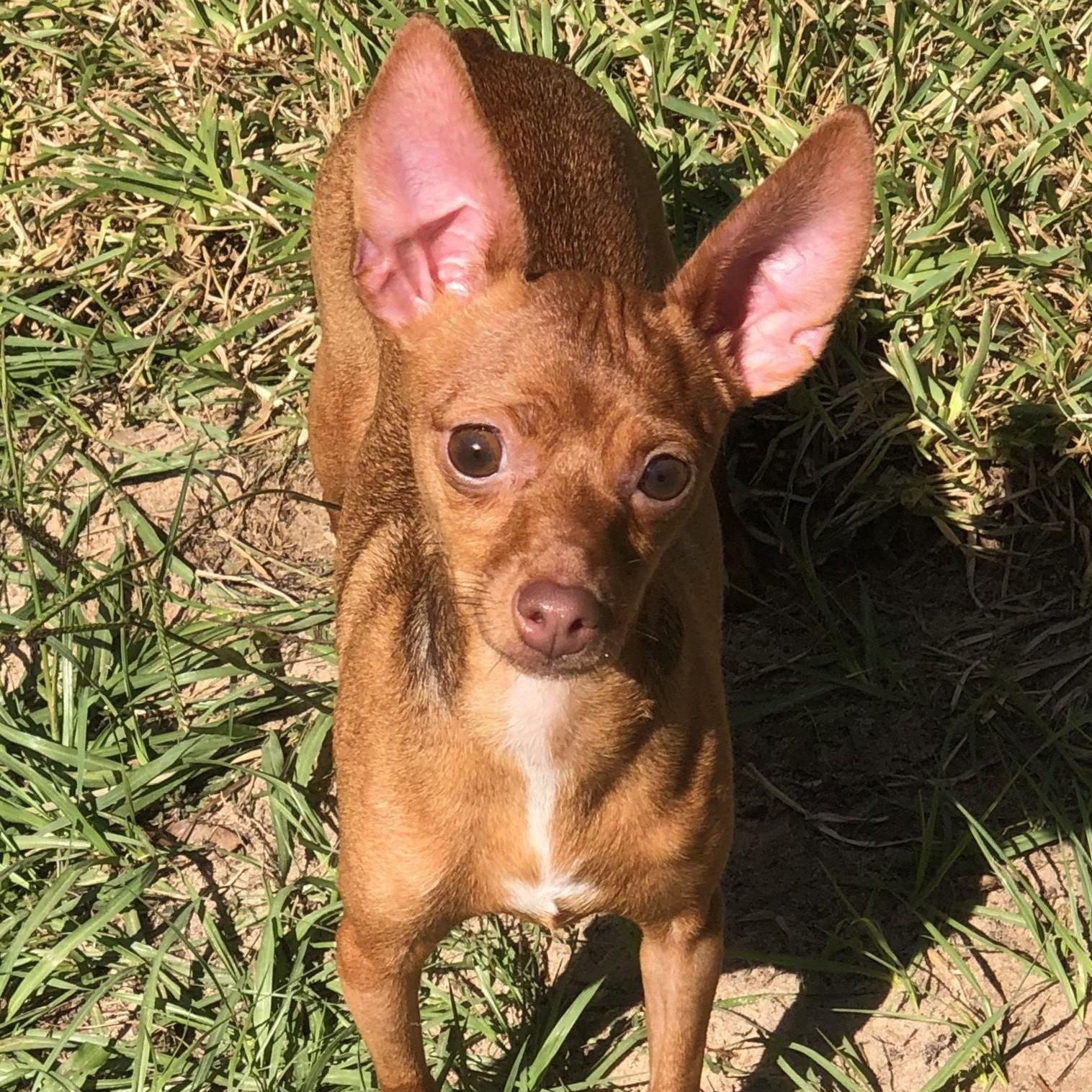 Lila, Adoptable, Young Female Chihuahua.