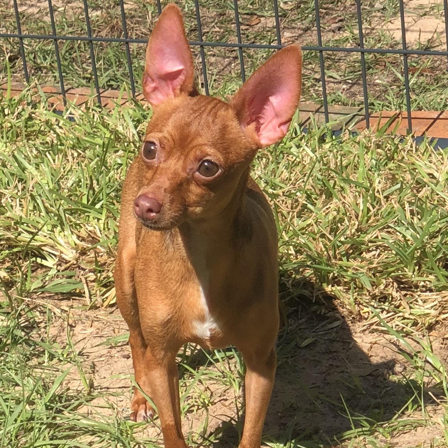 Enlarge Lila, a Adoptable Chihuahua in Magnolia Springs, AL image 3/5