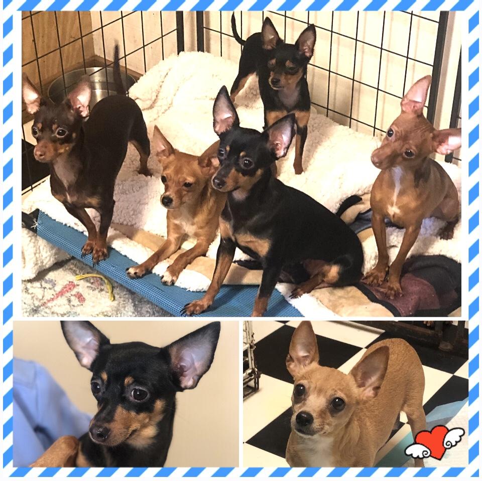 Enlarge Lila, a Adoptable Chihuahua in Magnolia Springs, AL image 5/5