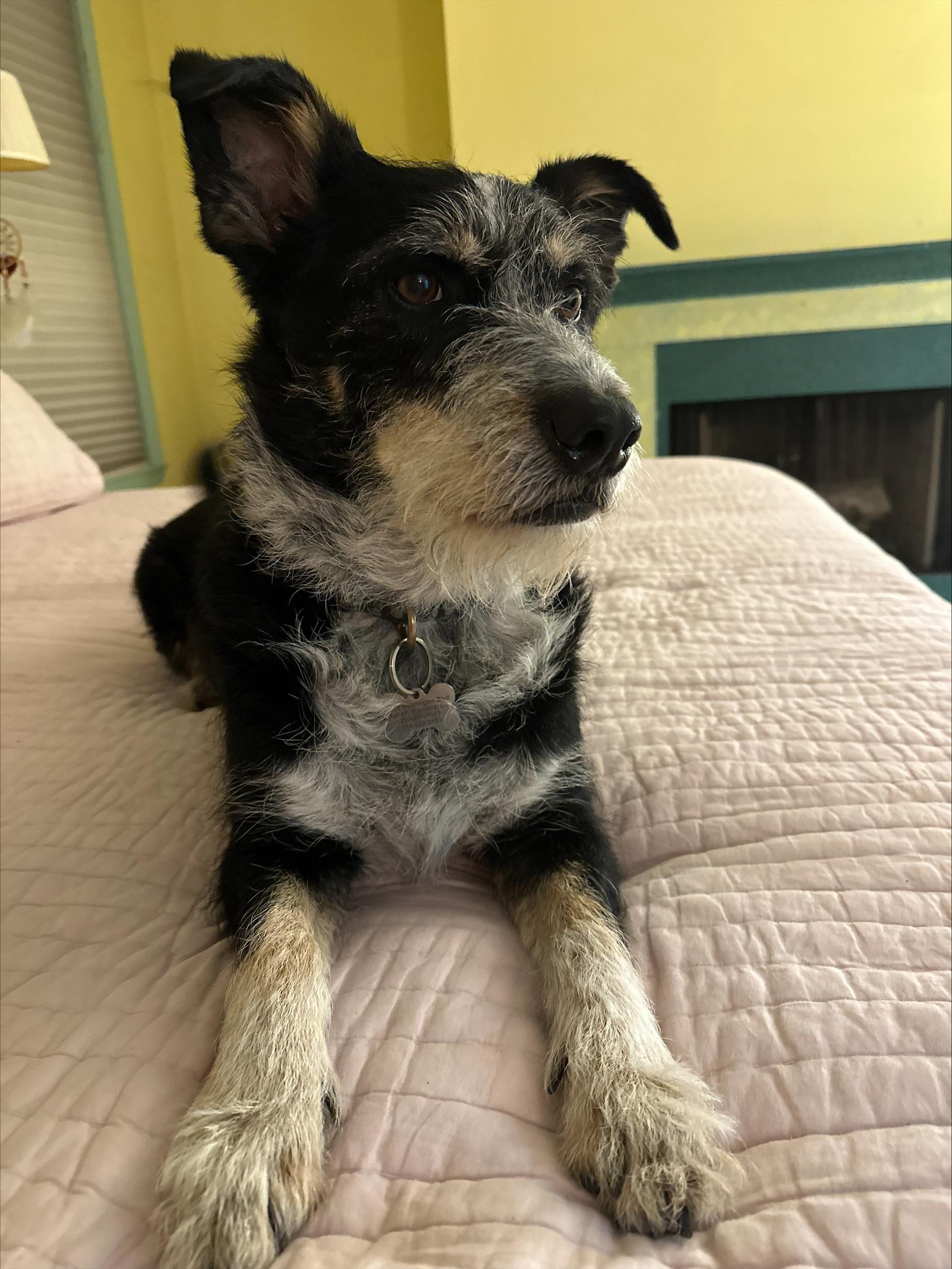 NY /CT Woody