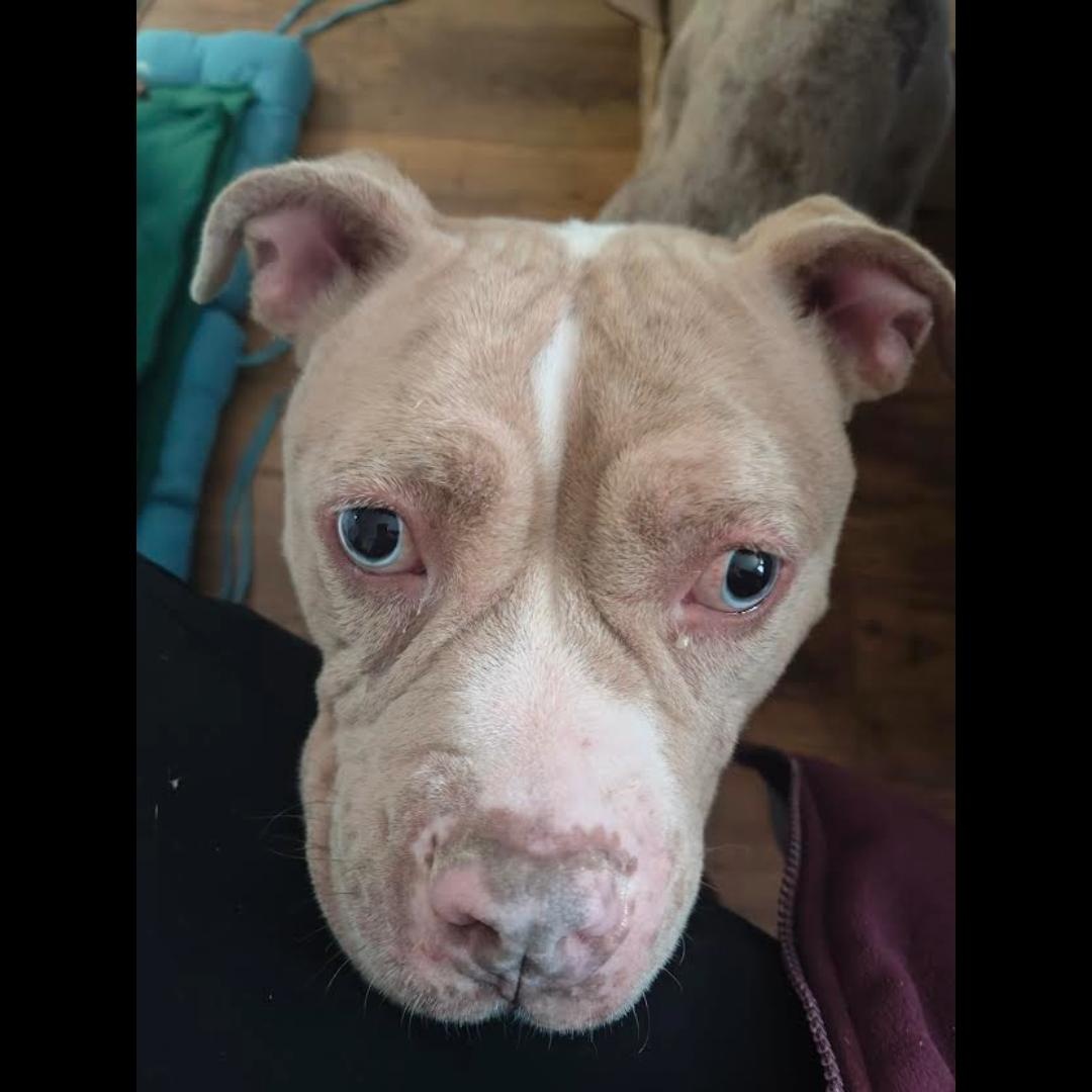 Violin, ADOPTABLE, Adult Male Pit Bull Terrier & American Staffordshire Terrier.