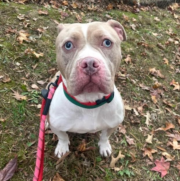 Violin, a ADOPTABLE mixed breed in Midlothian, VA image 2/2