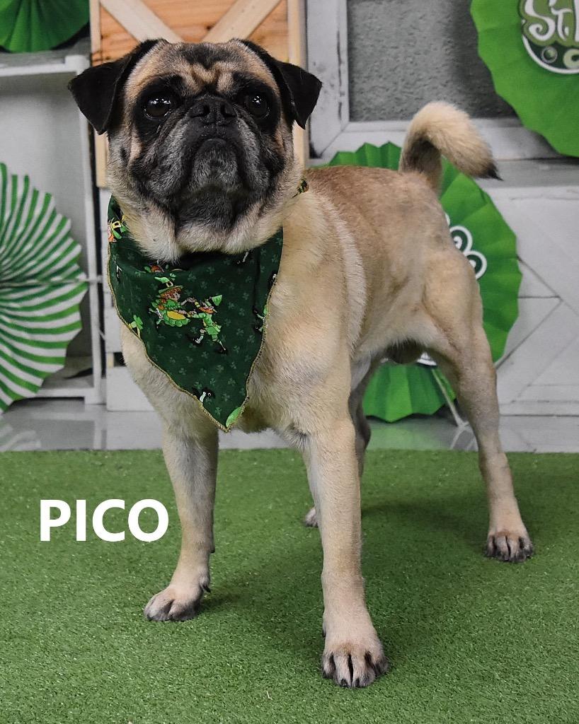 Enlarge Pico, a Adoptable mixed breed in Gilbert, AZ image 1/2