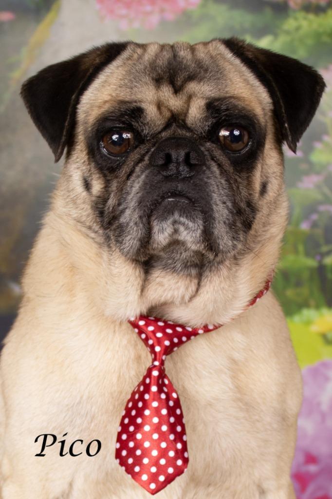 Enlarge Pico, a Adoptable mixed breed in Gilbert, AZ image 2/2