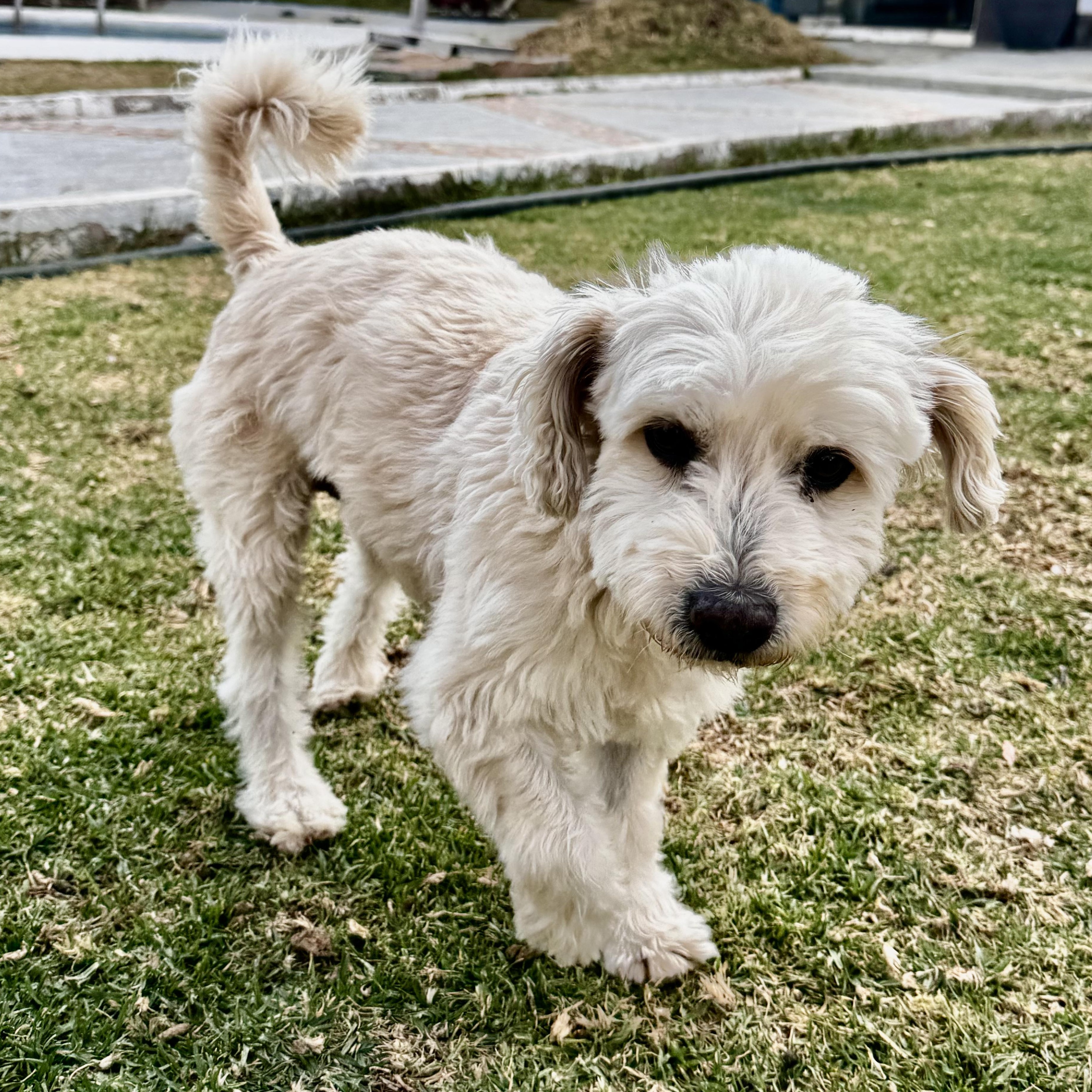 Snow — thumbnail 2