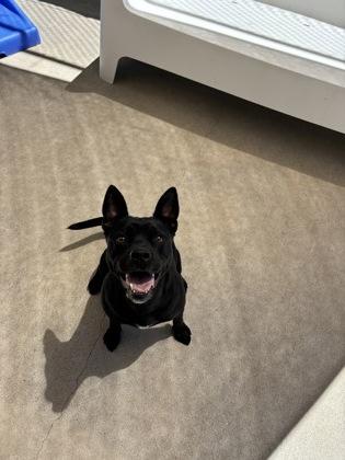Enlarge Maddie, a ADOPTABLE mixed breed in Steamboat Springs, CO image 1/1