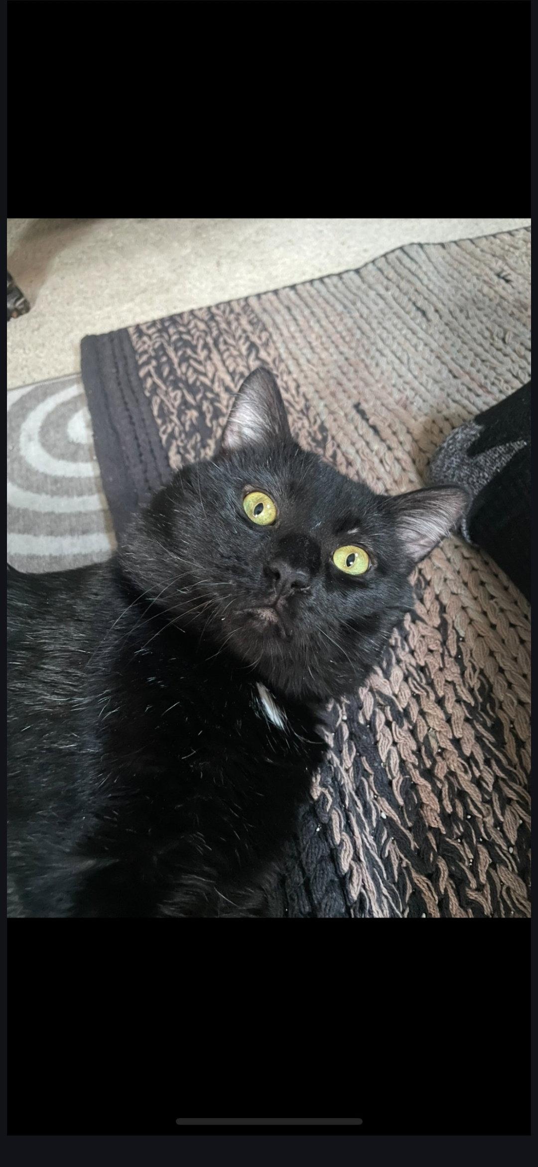 Kai, Adoptable, Adult Male Domestic Short Hair.