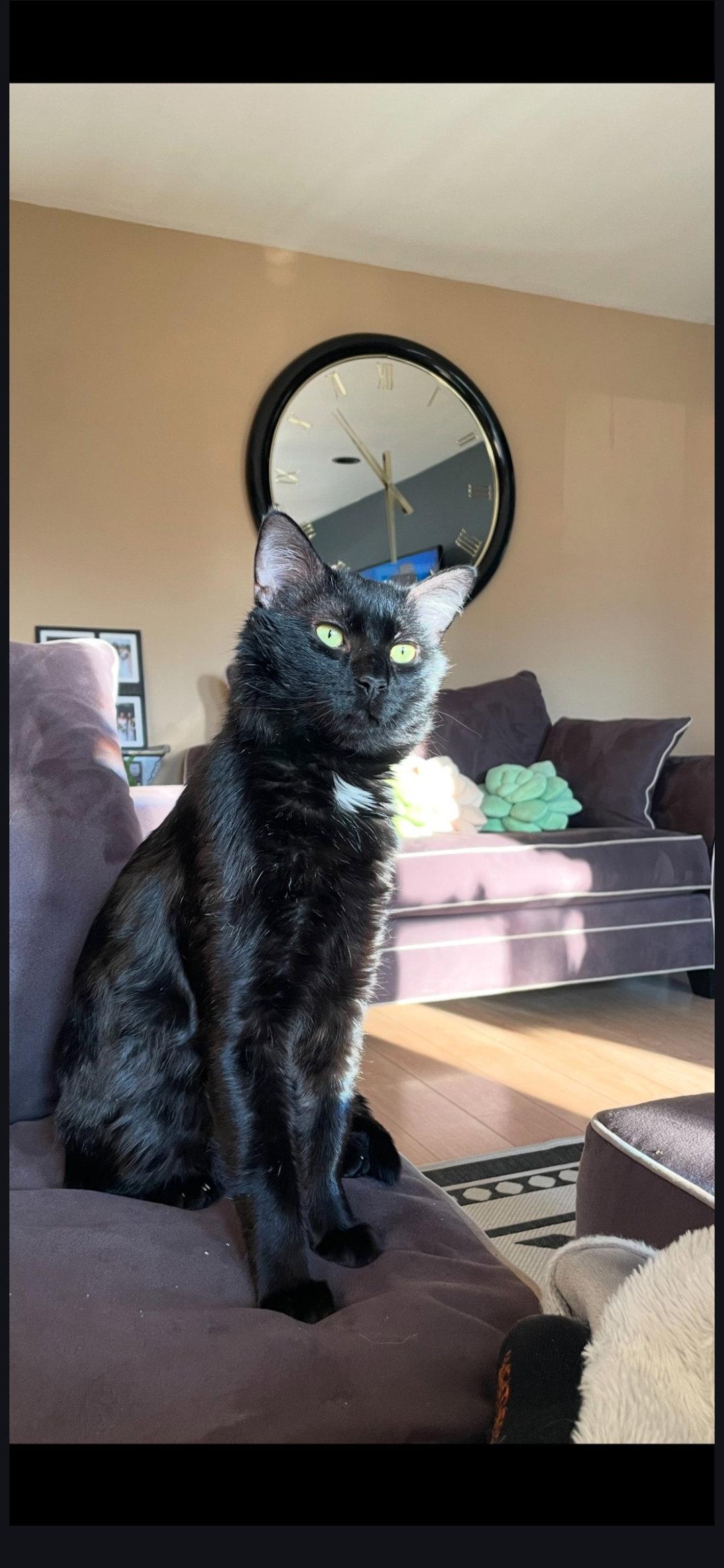 Kai, a Adoptable Domestic Short Hair in Wheaton, IL image 2/3