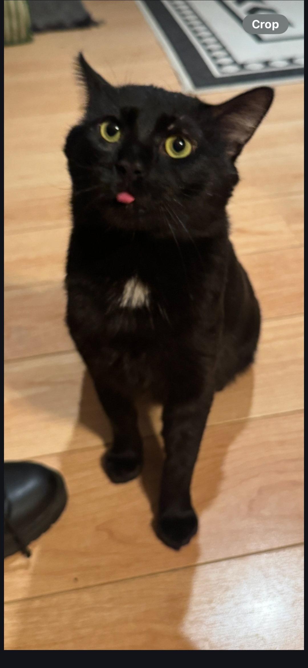 Kai, a Adoptable Domestic Short Hair in Wheaton, IL image 3/3