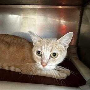 Enlarge An Yu, a Adoptable Domestic Short Hair in Grinnell, IA image 1/3