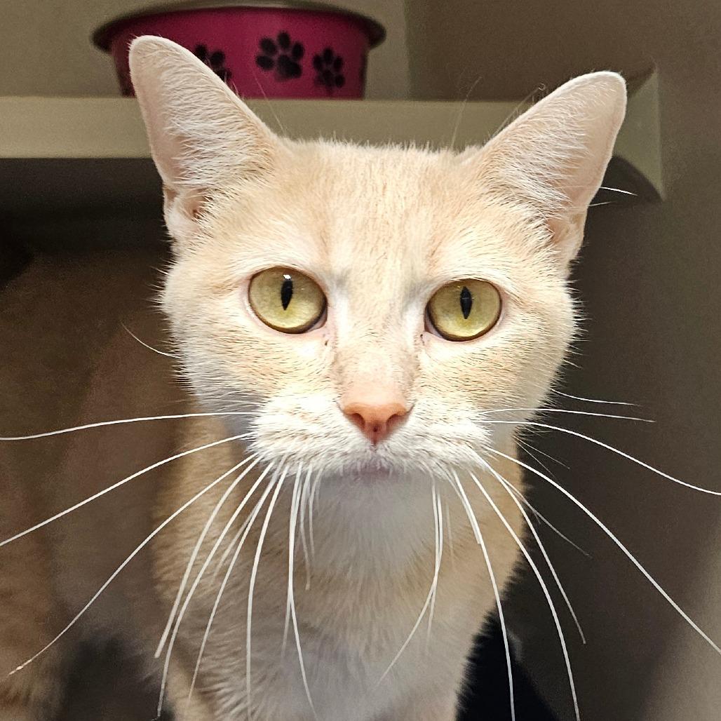 Enlarge An Yu, a Adoptable Domestic Short Hair in Grinnell, IA image 2/3