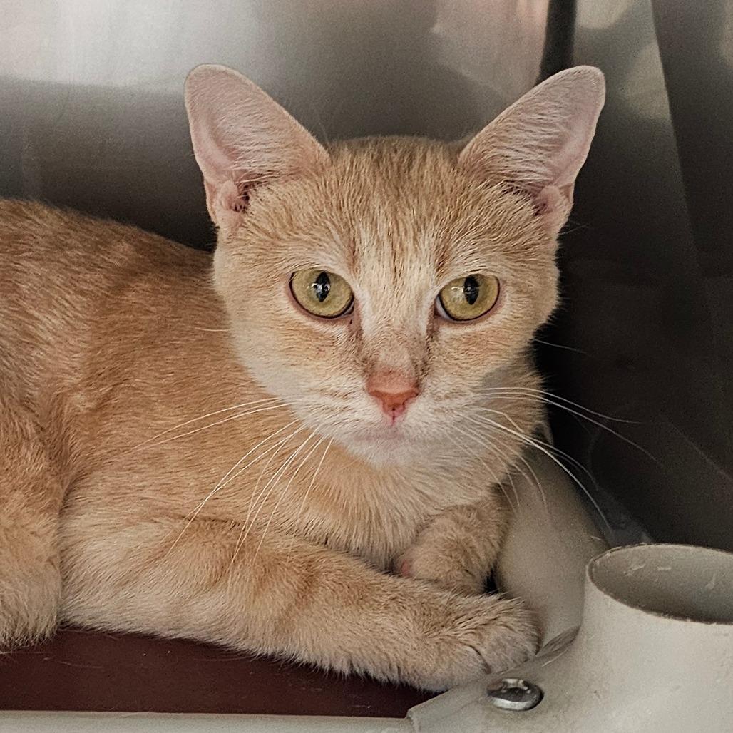 Enlarge An Yu, a Adoptable Domestic Short Hair in Grinnell, IA image 3/3