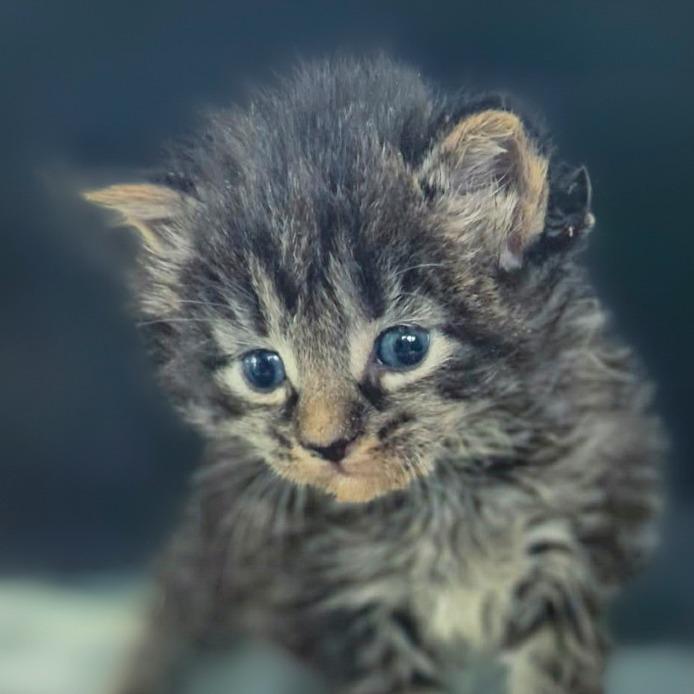 Enlarge Alaska, a Adoptable Domestic Long Hair in Chapel Hill, NC image 1/2