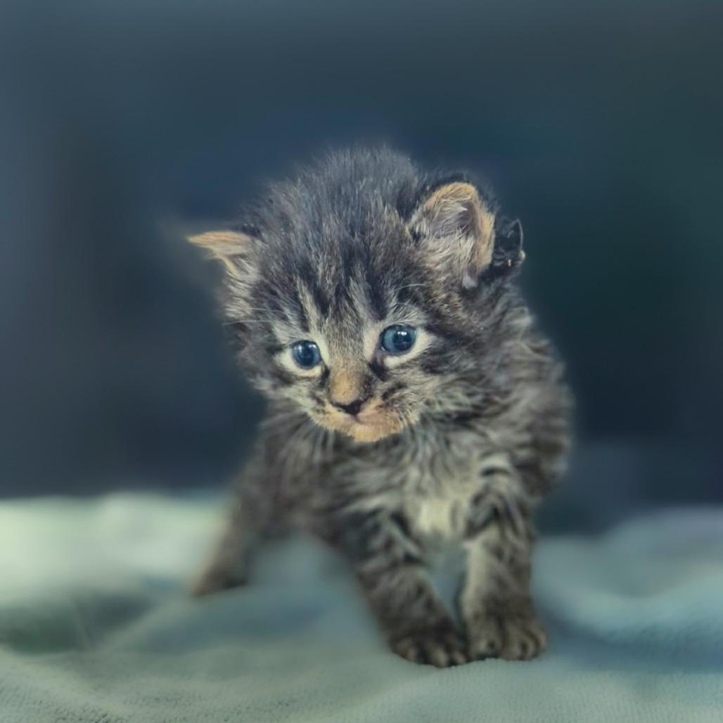 Enlarge Alaska, a Adoptable Domestic Long Hair in Chapel Hill, NC image 2/2