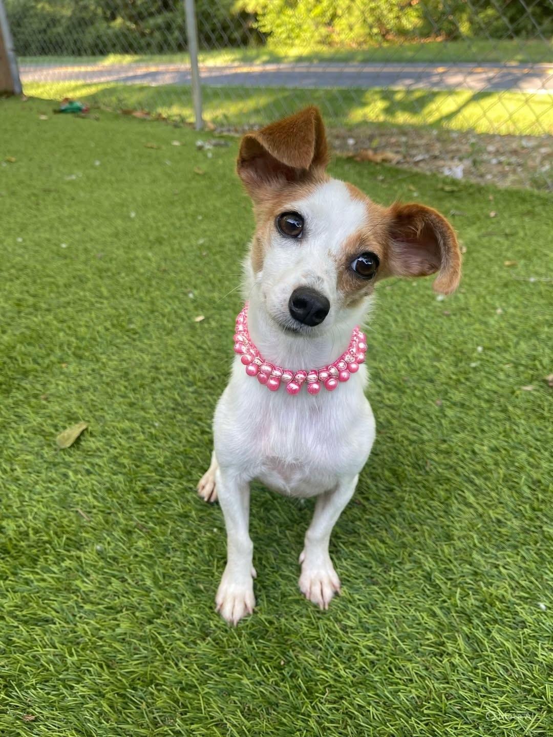 Carmel, adopted, Young Female Mixed Breed.