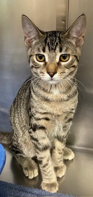 Clint, Adoptable, Young Male Domestic Short Hair.