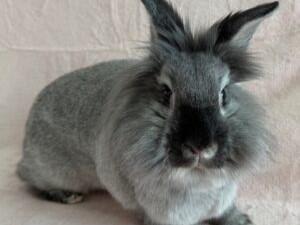 Emma, a Adopted Lionhead in Lee's Summit, MO image 3/3