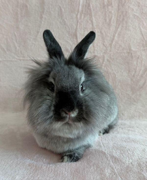 Emma, a Adopted Lionhead in Lee's Summit, MO image 2/3