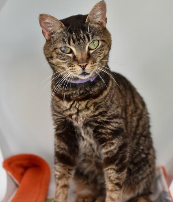 Enlarge Honey Bean, a Adoptable Domestic Short Hair in Marietta, GA image 1/6