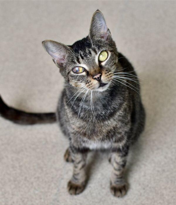 Enlarge Honey Bean, a Adoptable Domestic Short Hair in Marietta, GA image 2/6