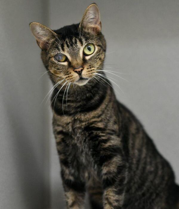 Enlarge Honey Bean, a Adoptable Domestic Short Hair in Marietta, GA image 3/6