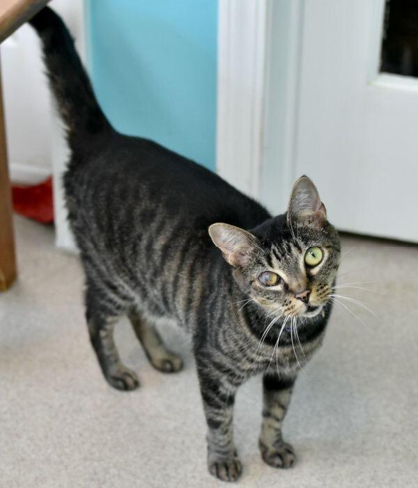 Enlarge Honey Bean, a Adoptable Domestic Short Hair in Marietta, GA image 3/6