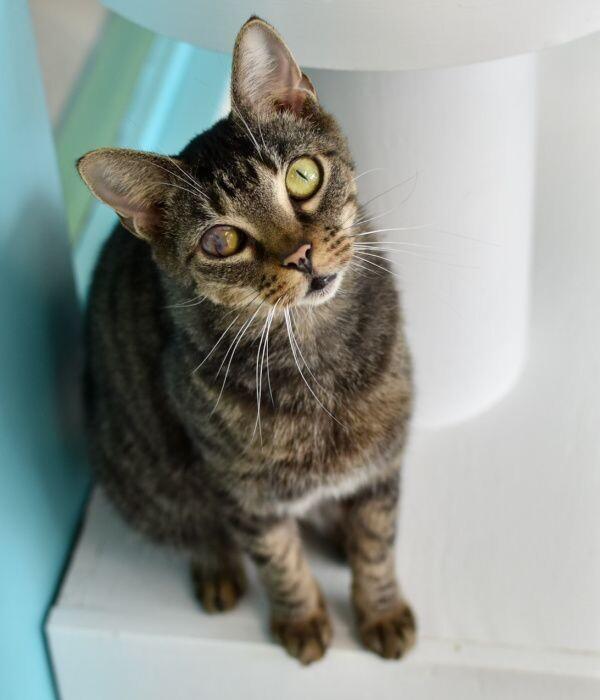 Enlarge Honey Bean, a Adoptable Domestic Short Hair in Marietta, GA image 4/6