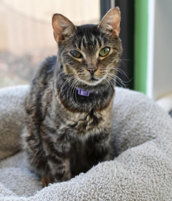 Enlarge Honey Bean, a Adoptable Domestic Short Hair in Marietta, GA image 6/6