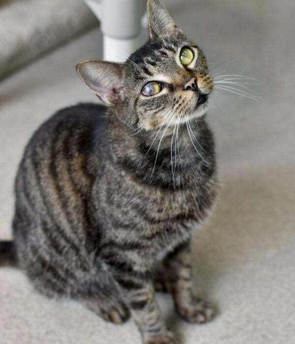 Enlarge Honey Bean, a Adoptable Domestic Short Hair in Marietta, GA image 6/6