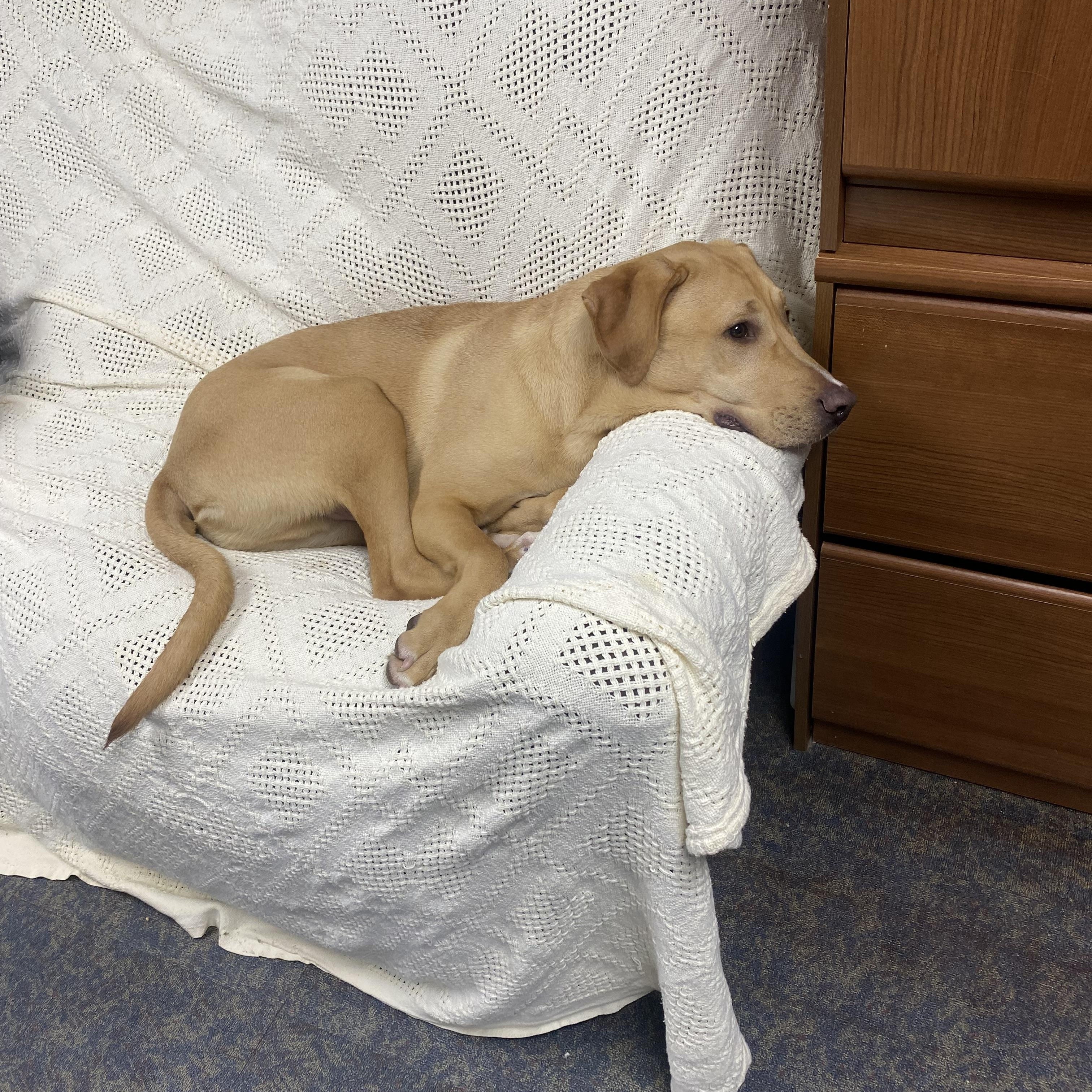 Luke, Adoptable, Adult Male Labrador Retriever.