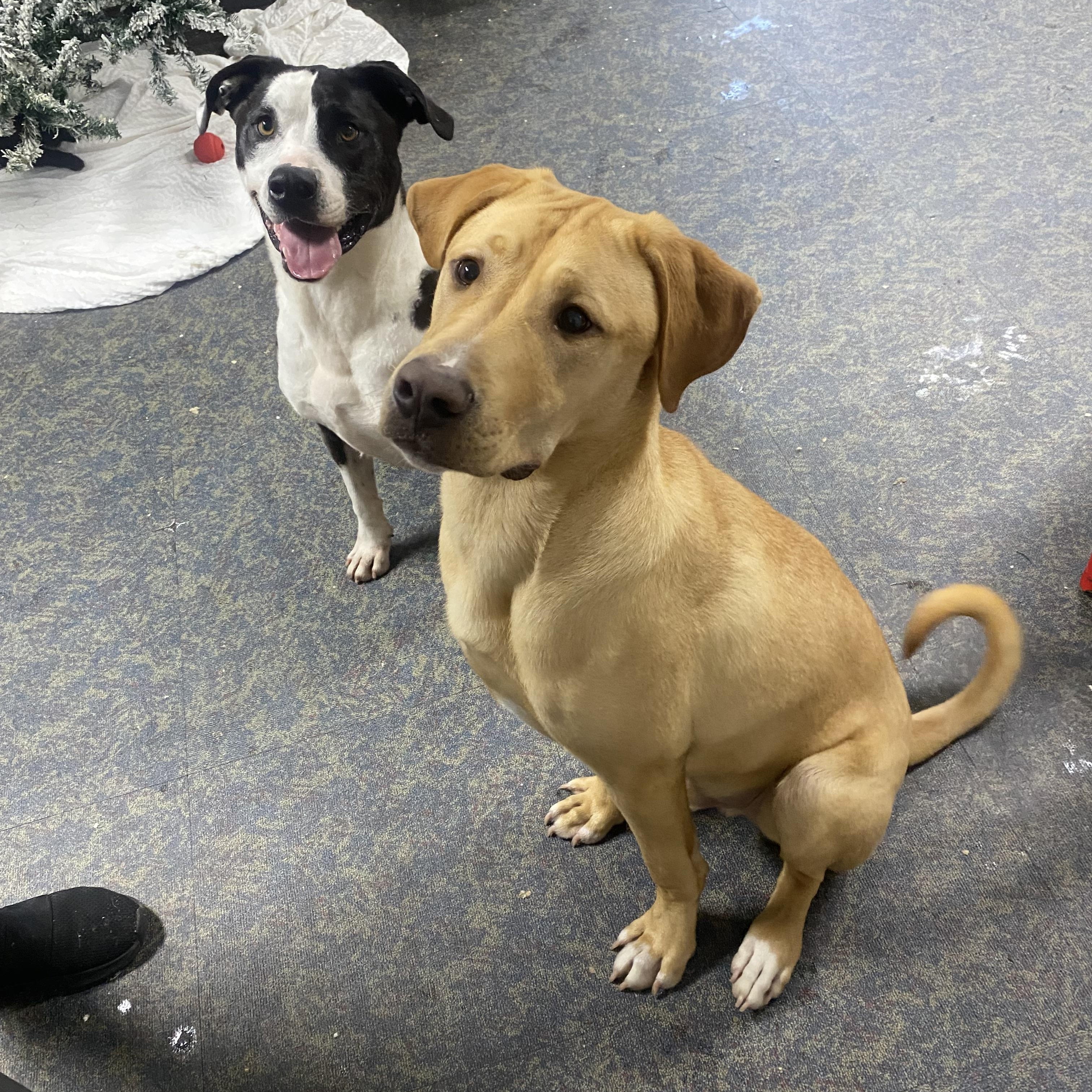 Luke, a Adoptable Labrador Retriever in Blytheville, AR image 2/3