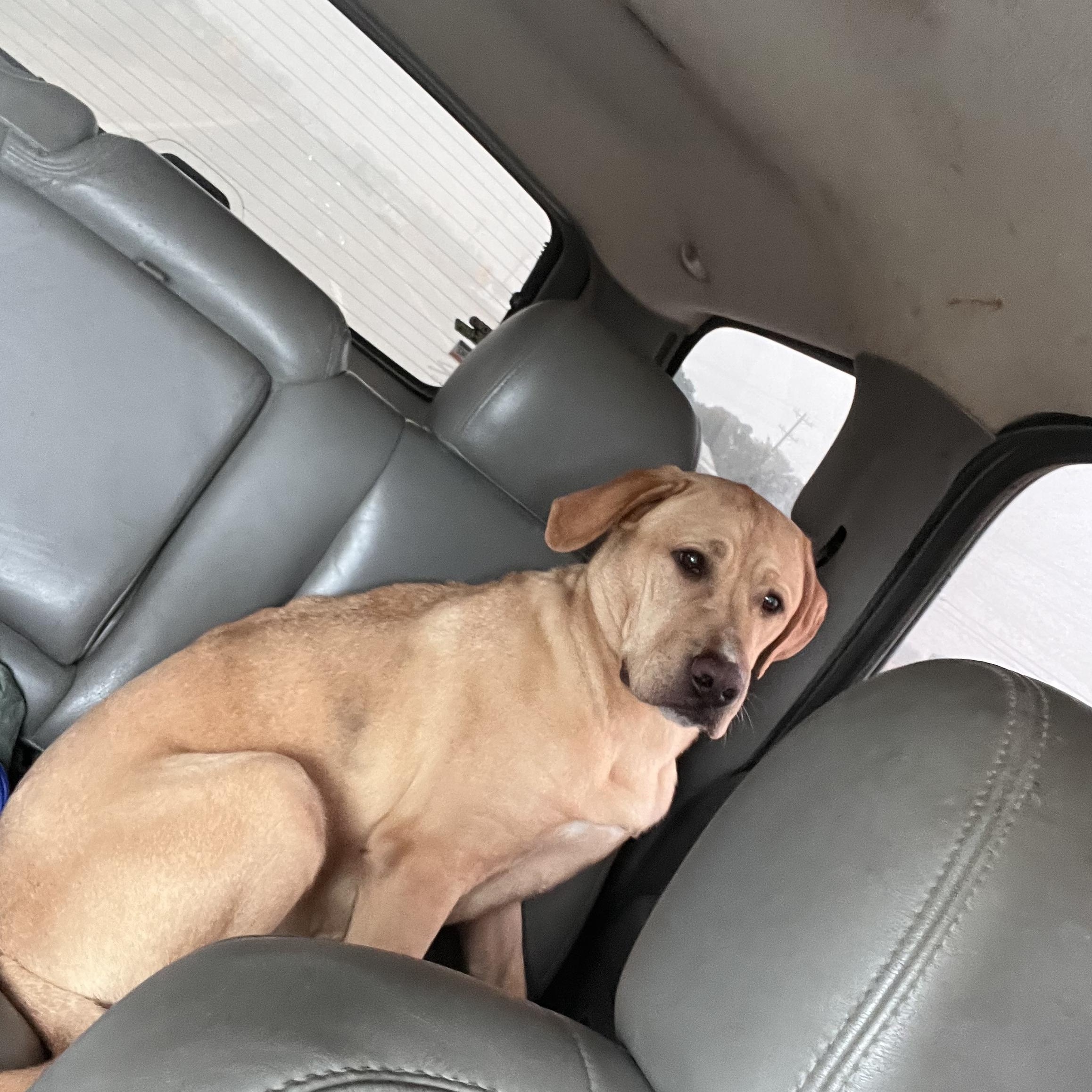 Luke, a Adoptable Labrador Retriever in Blytheville, AR image 3/3