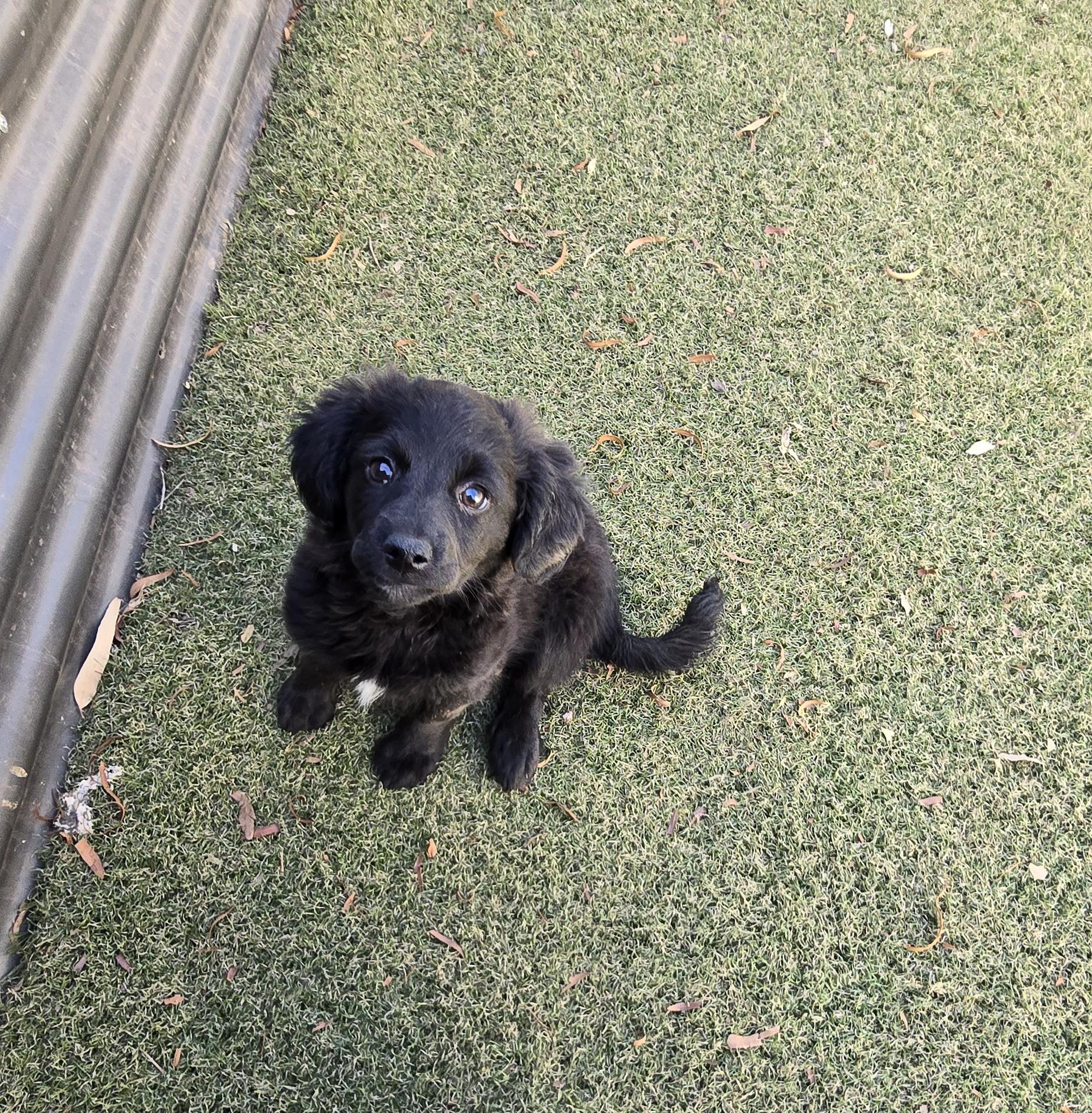 Nizhoni, ADOPTABLE, Puppy Female Cocker Spaniel & Beagle.