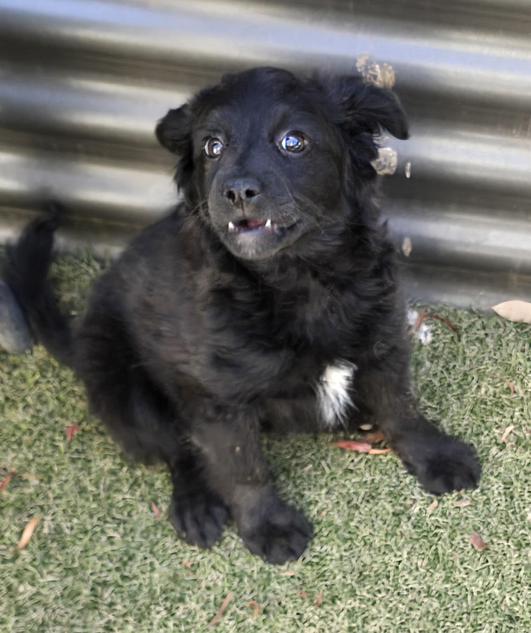 Enlarge Nizhoni, a ADOPTABLE mixed breed in Apache Junction, AZ image 4/4