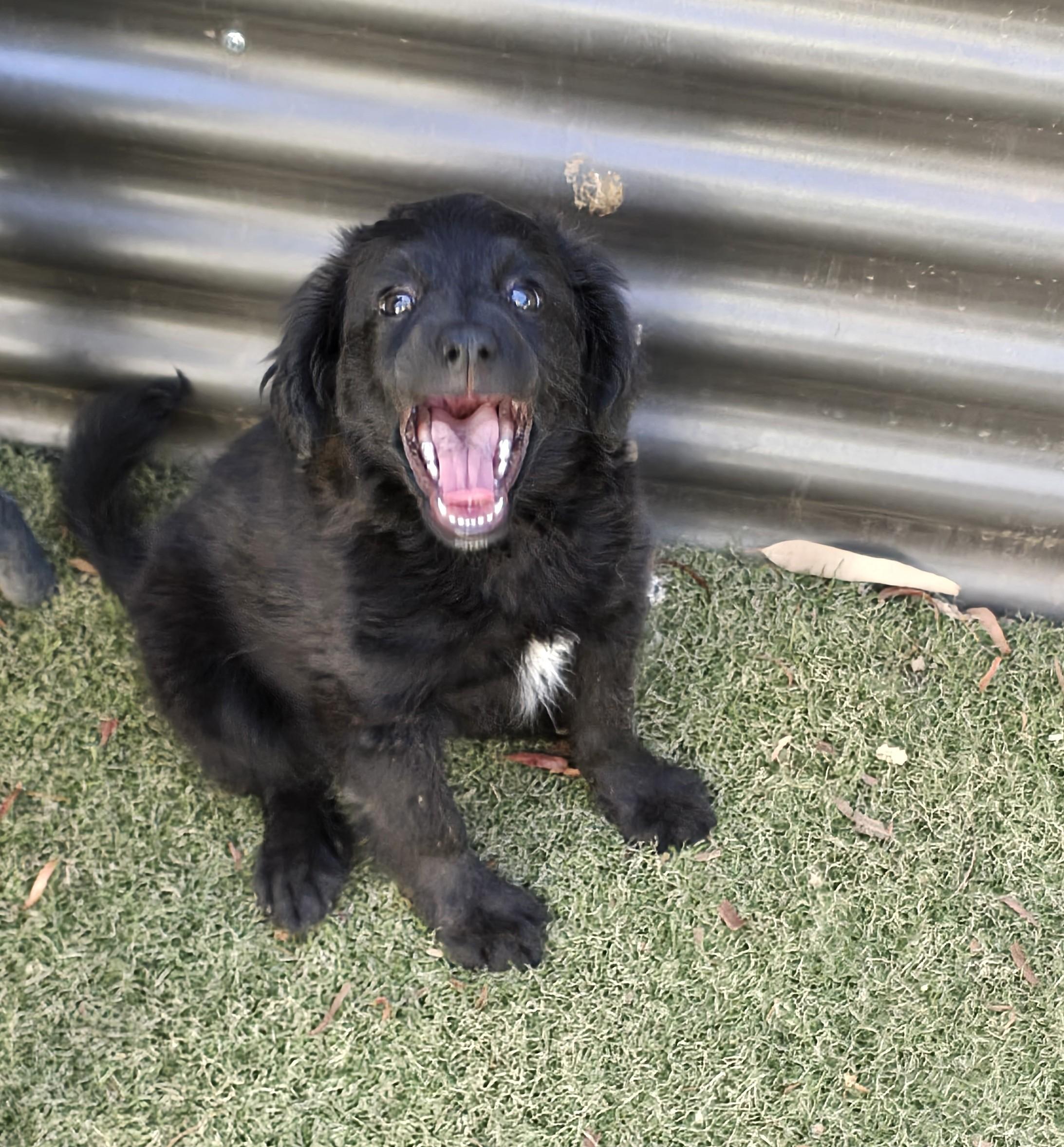 Enlarge Nizhoni, a ADOPTABLE mixed breed in Apache Junction, AZ image 3/4