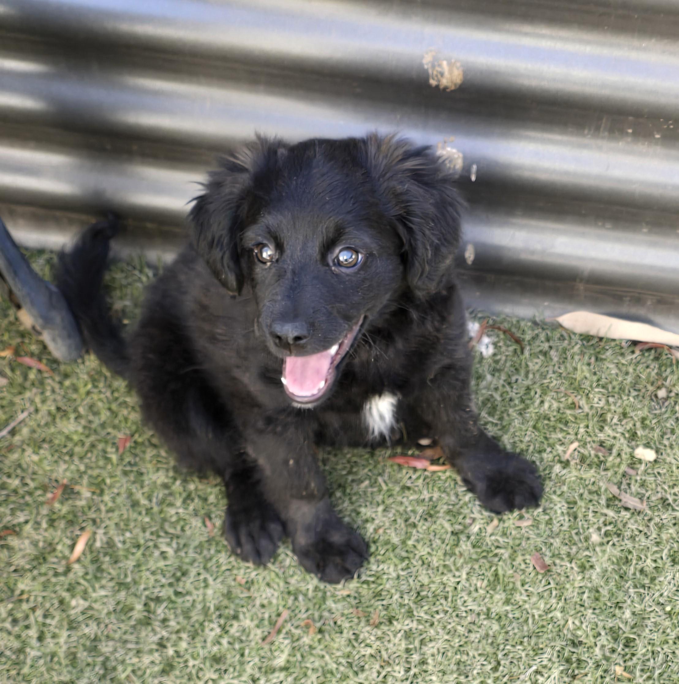 Enlarge Nizhoni, a ADOPTABLE mixed breed in Apache Junction, AZ image 2/4