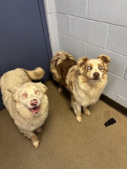 Enlarge Tilly and Twilly *BONDED PAIR*, an adopted Australian Shepherd in Lafayette, IN image 1/1