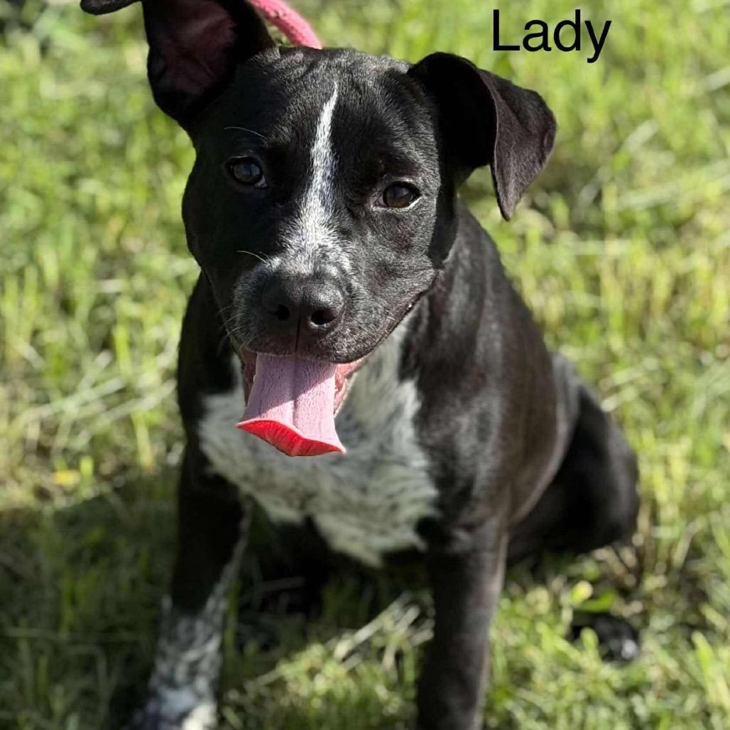 Lady, Adoptable, Young Female Pit Bull Terrier & Mixed Breed.