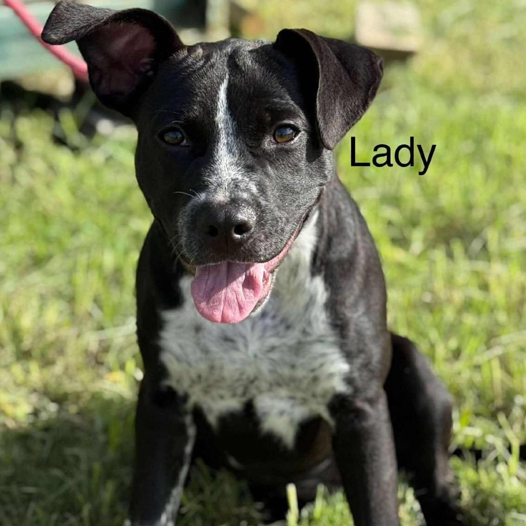 Enlarge Lady, a Adoptable mixed breed in Dickinson, TX image 3/6