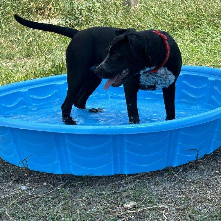 Enlarge Lady, a Adoptable mixed breed in Dickinson, TX image 4/6