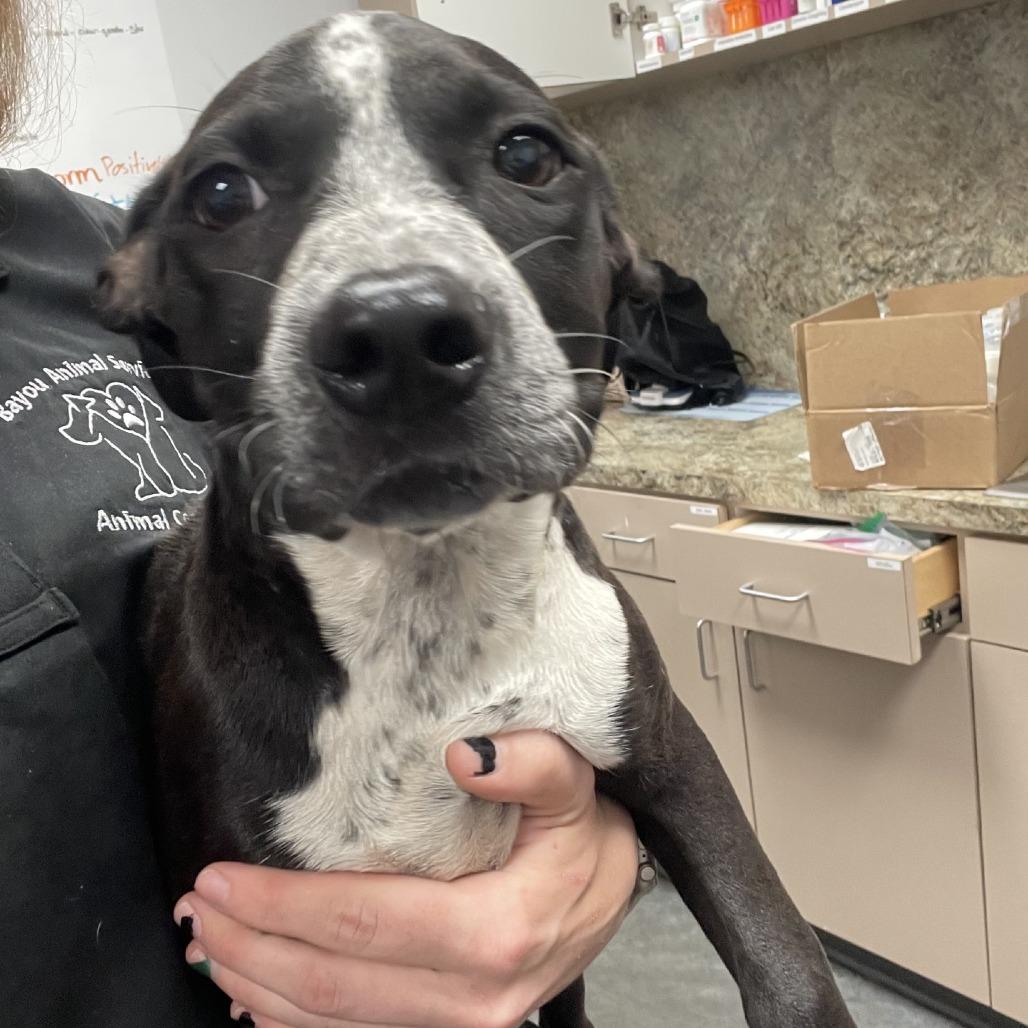 Enlarge Lady, a Adoptable mixed breed in Dickinson, TX image 5/6