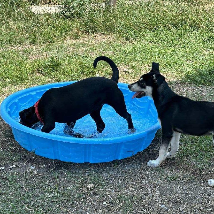 Enlarge Lady, a Adoptable mixed breed in Dickinson, TX image 6/6