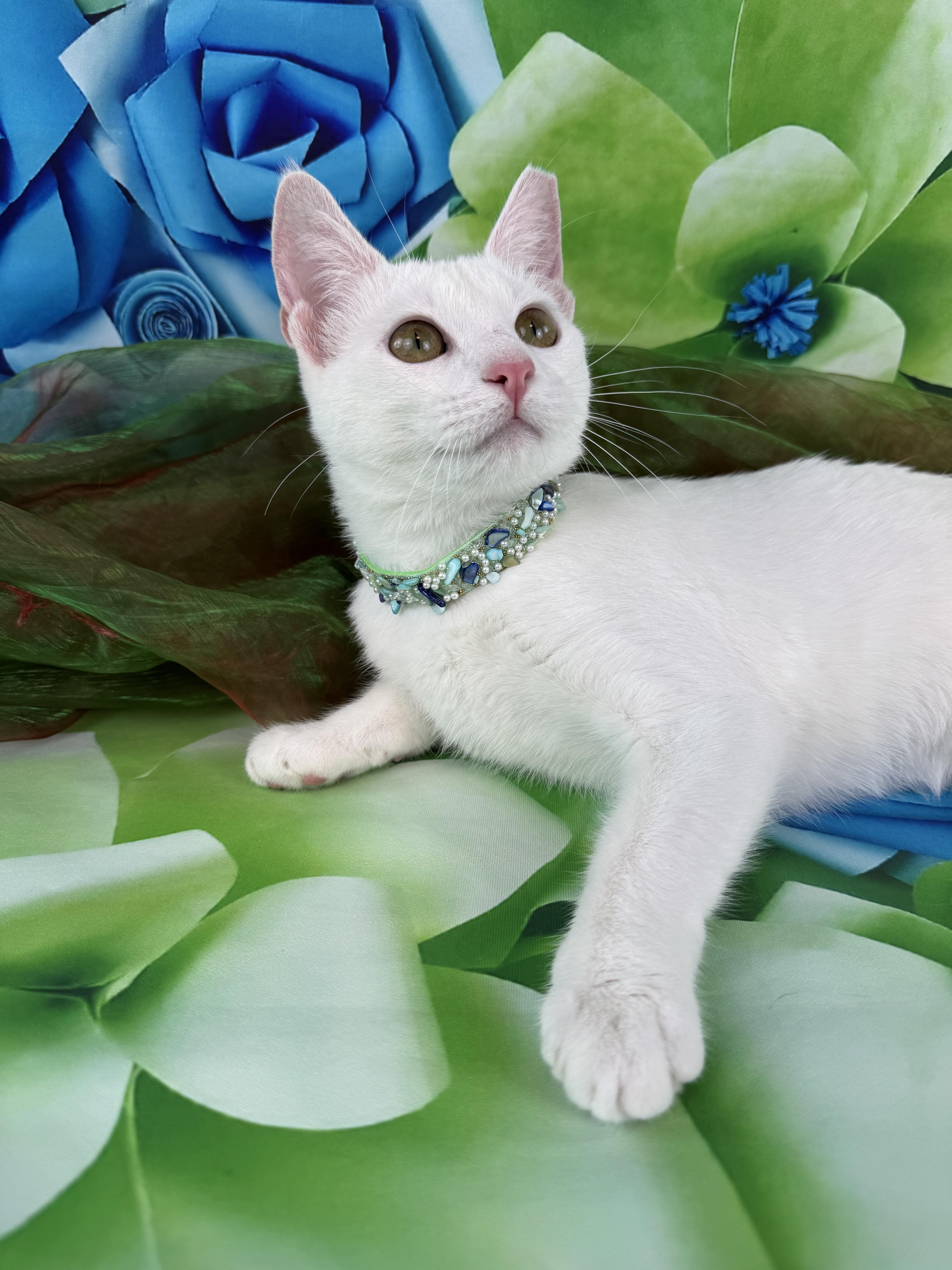 Enlarge Bianca , a ADOPTABLE mixed breed in Houston, TX image 5/6