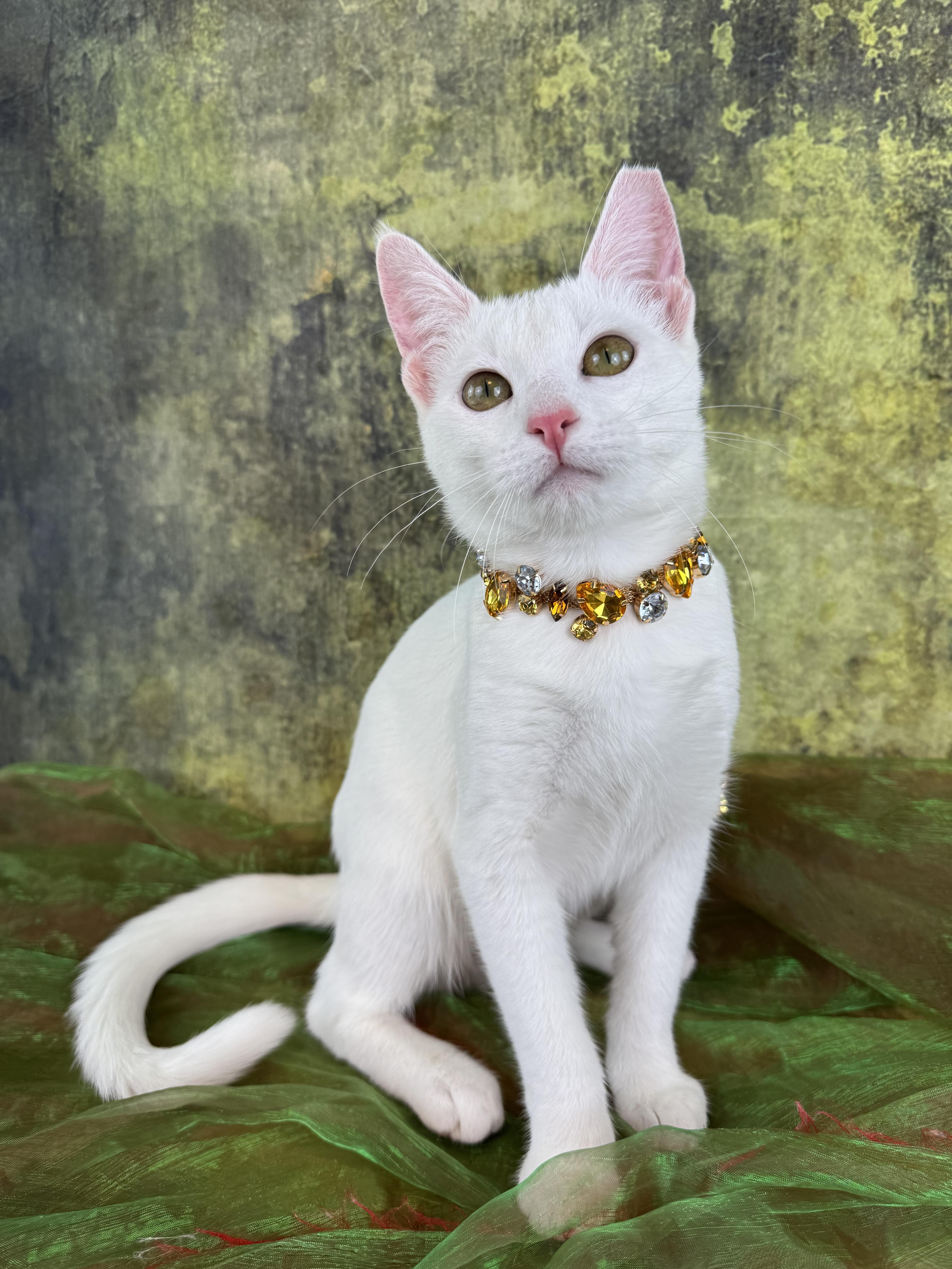 Bianca , ADOPTABLE, Kitten Female Domestic Short Hair & Oriental Short Hair.
