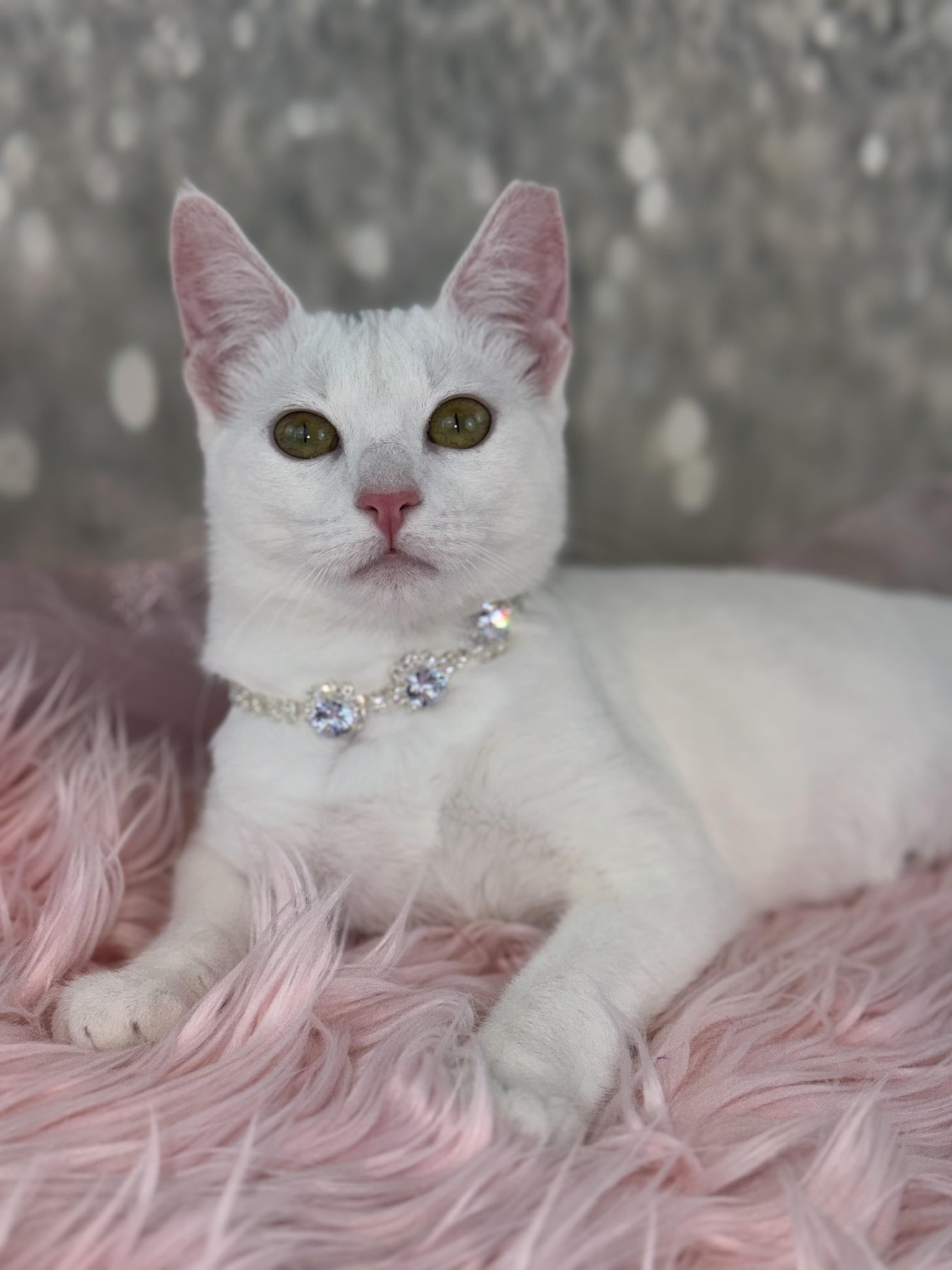 Enlarge Bianca , a ADOPTABLE mixed breed in Houston, TX image 4/6