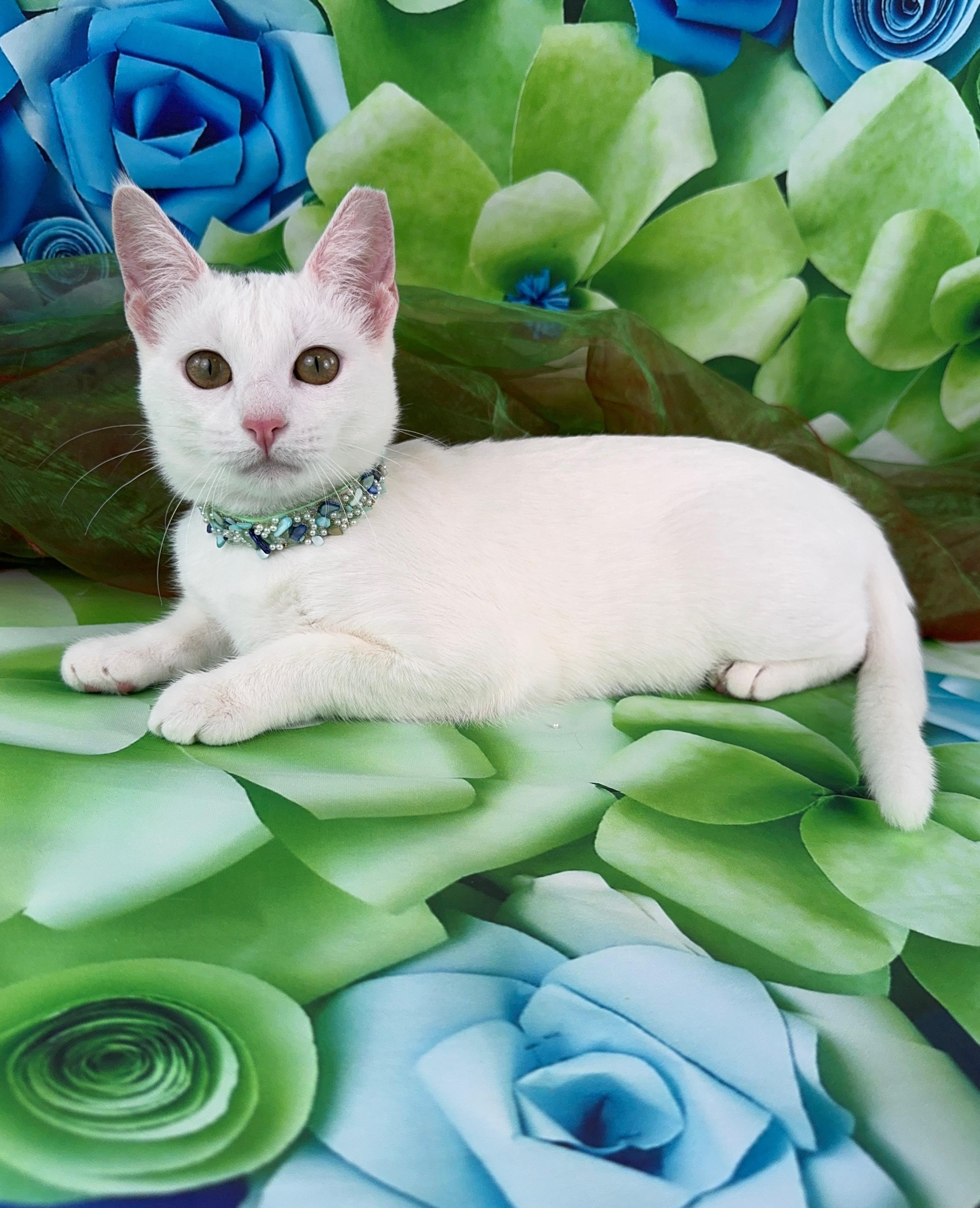 Enlarge Bianca , a ADOPTABLE mixed breed in Houston, TX image 3/6